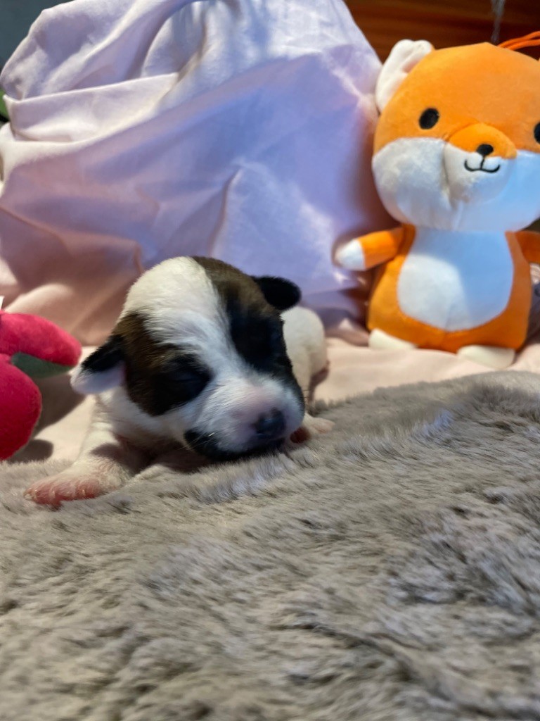 de Plume et de Laine - Chiot disponible  - Jack Russell Terrier