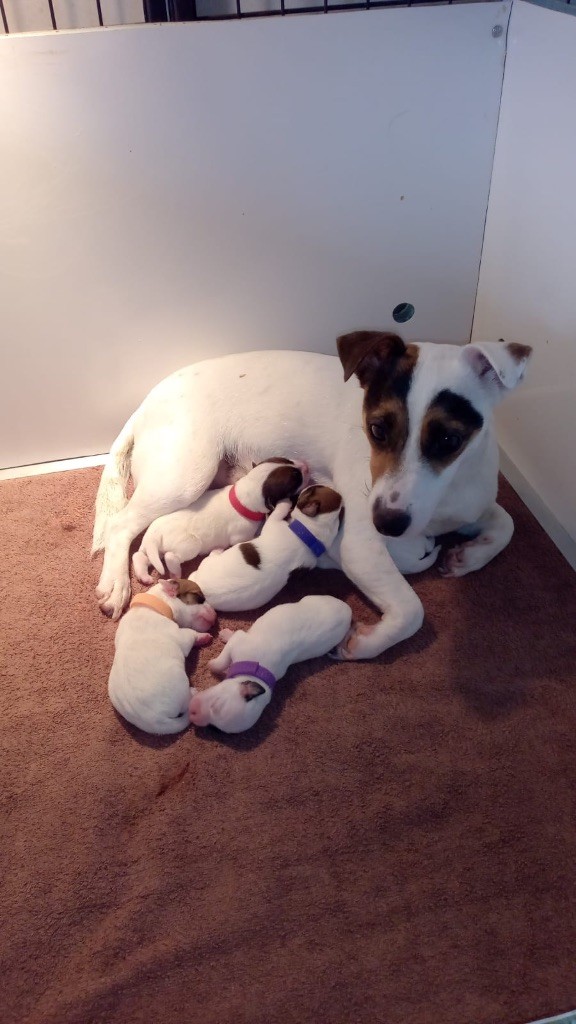 chiot Jack Russell Terrier de Plume et de Laine