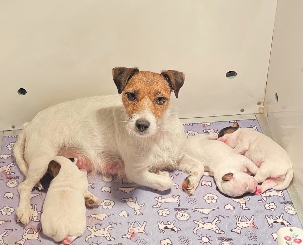 chiot Jack Russell Terrier de Plume et de Laine