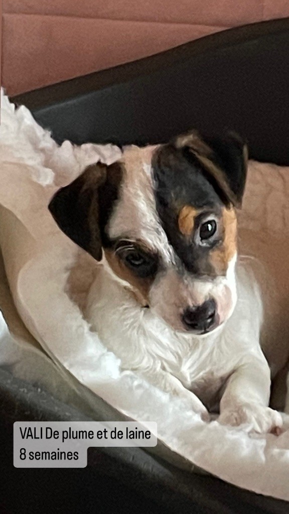 de Plume et de Laine - Chiot disponible  - Jack Russell Terrier