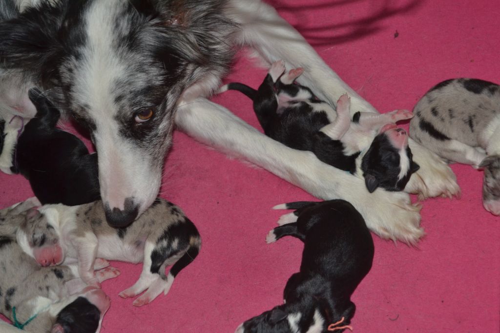 Chiot Border Collie de Plume et de Laine