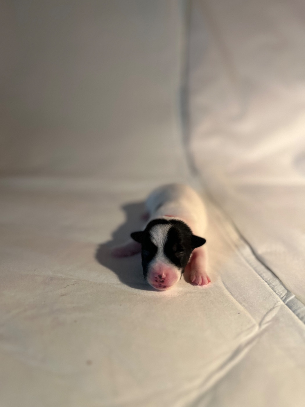 de Plume et de Laine - Chiots disponibles - Jack Russell Terrier