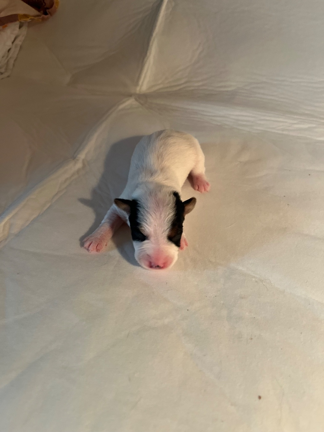 de Plume et de Laine - Chiots disponibles - Jack Russell Terrier