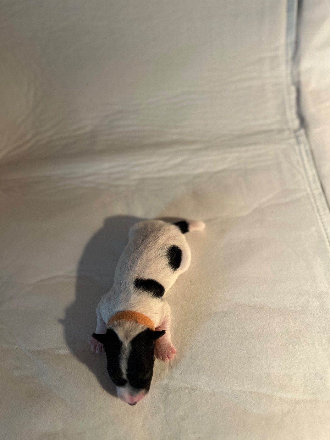 de Plume et de Laine - Chiots disponibles - Jack Russell Terrier