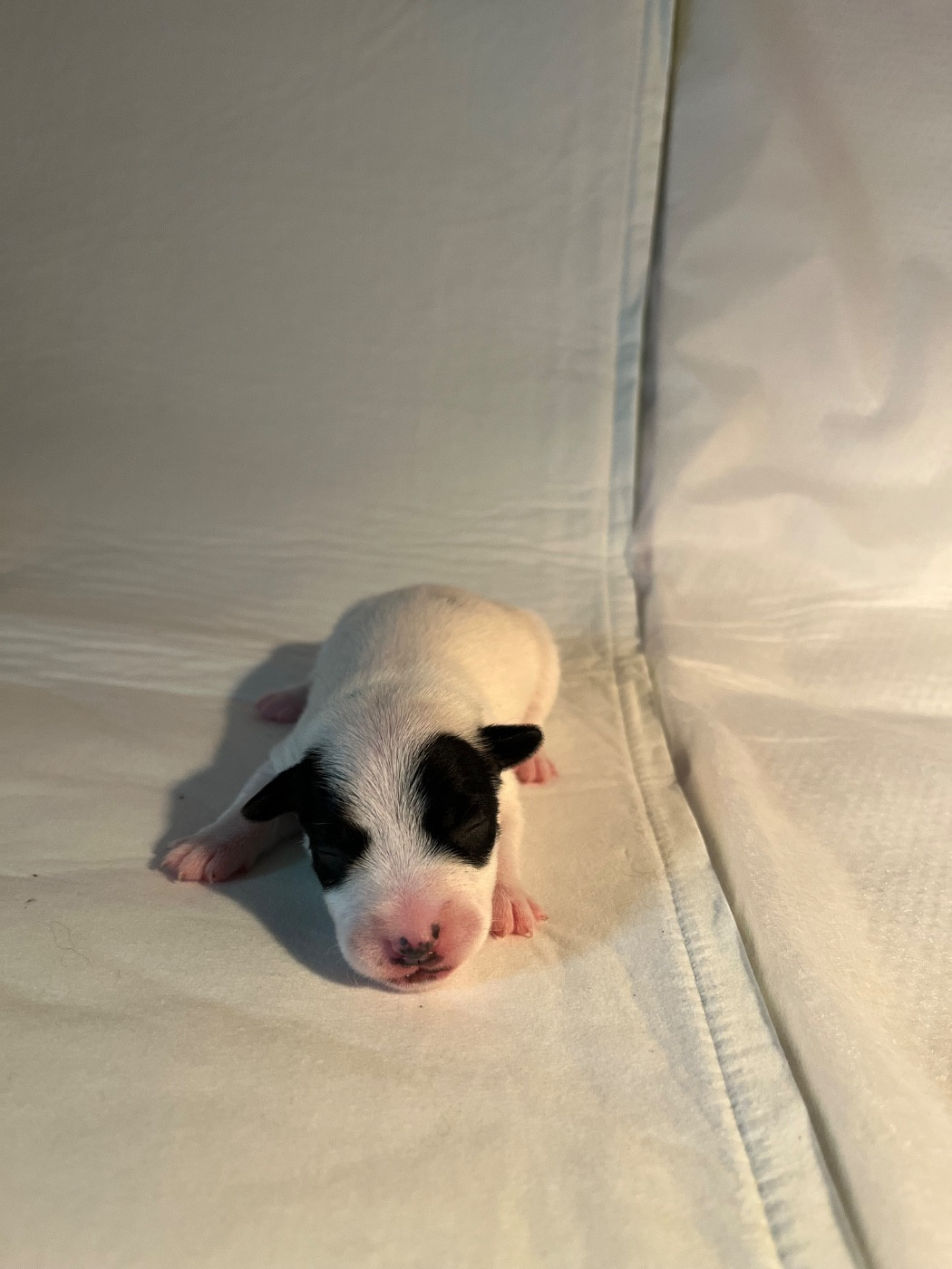 de Plume et de Laine - Chiots disponibles - Jack Russell Terrier