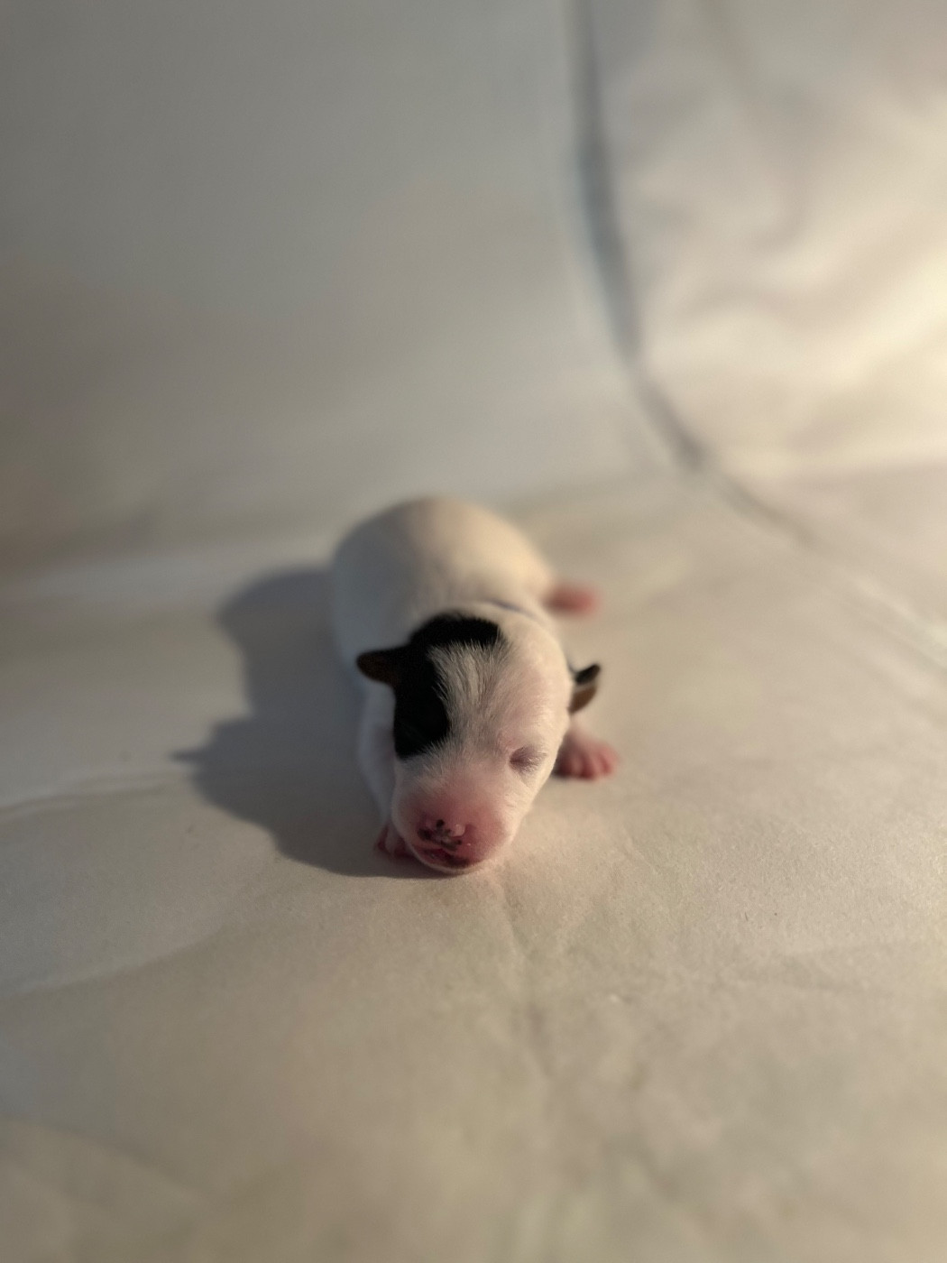 de Plume et de Laine - Chiots disponibles - Jack Russell Terrier