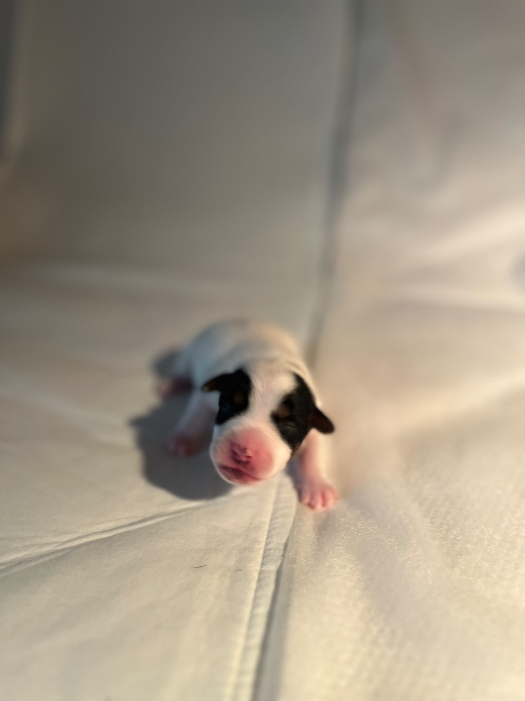 de Plume et de Laine - Chiots disponibles - Jack Russell Terrier