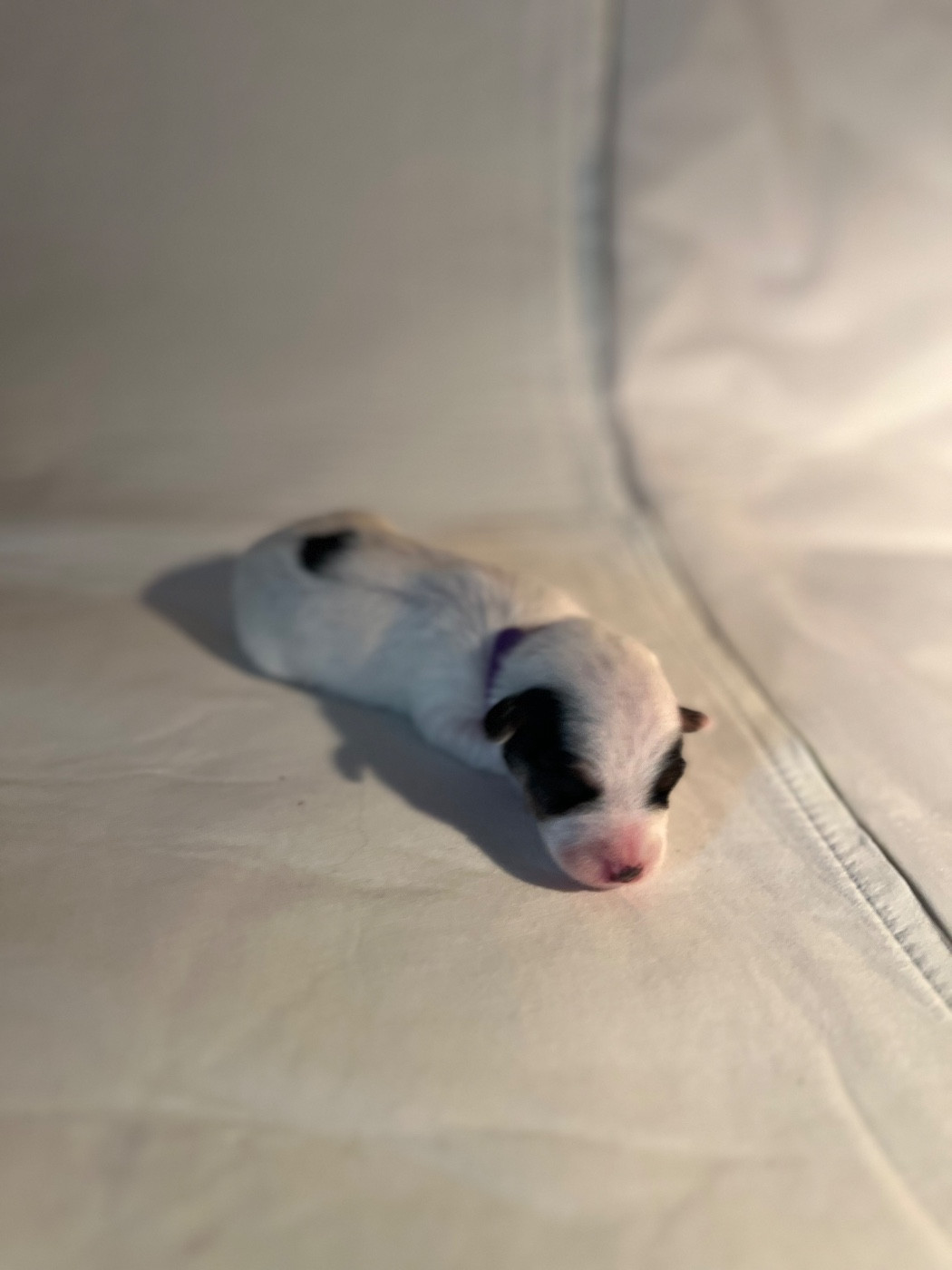 de Plume et de Laine - Chiots disponibles - Jack Russell Terrier
