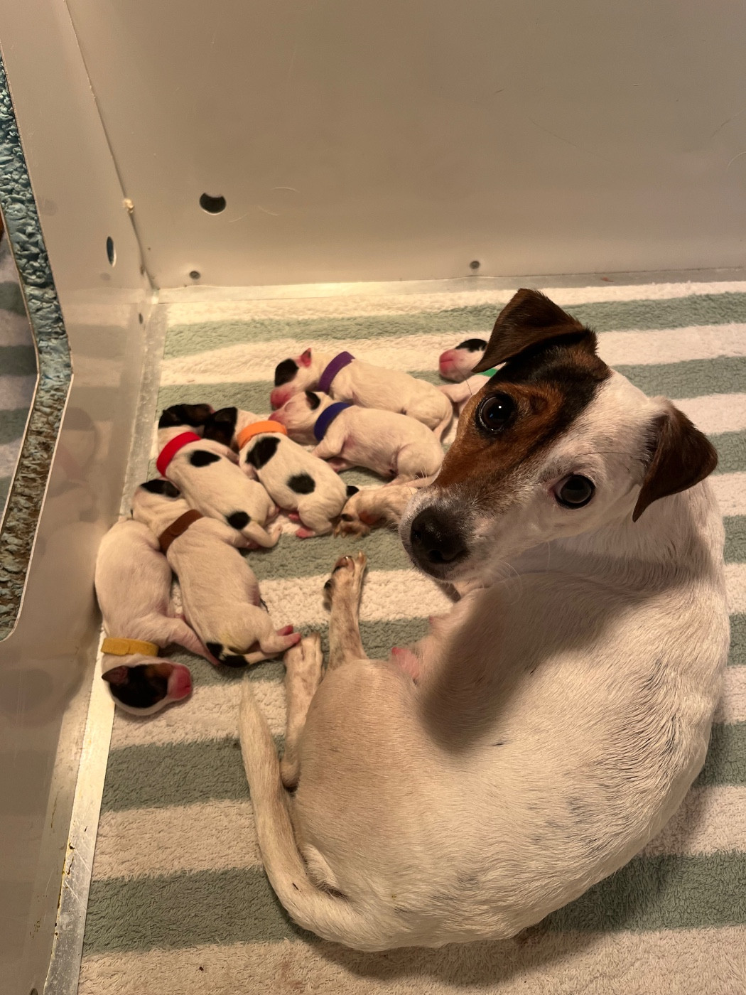 Chiot Jack Russell Terrier de Plume et de Laine