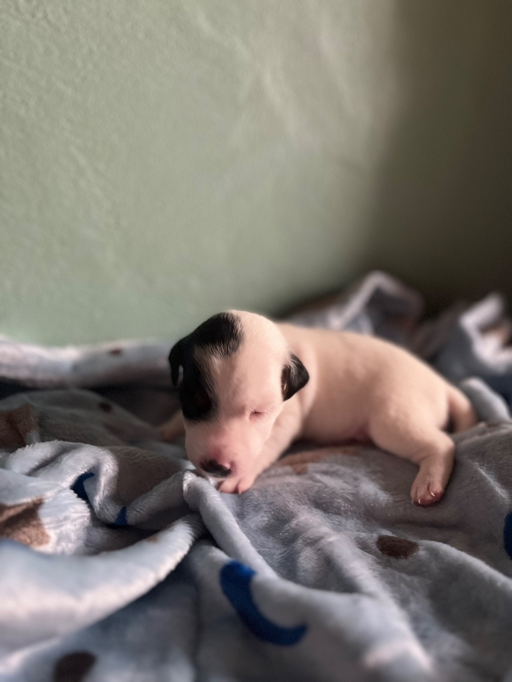 de Plume et de Laine - Chiots disponibles - Jack Russell Terrier