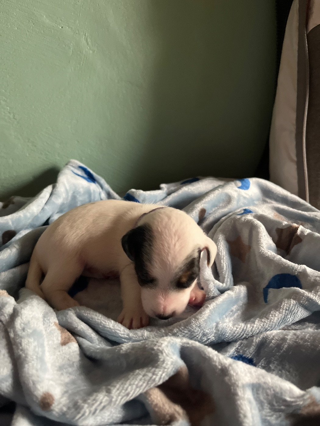 de Plume et de Laine - Chiots disponibles - Jack Russell Terrier