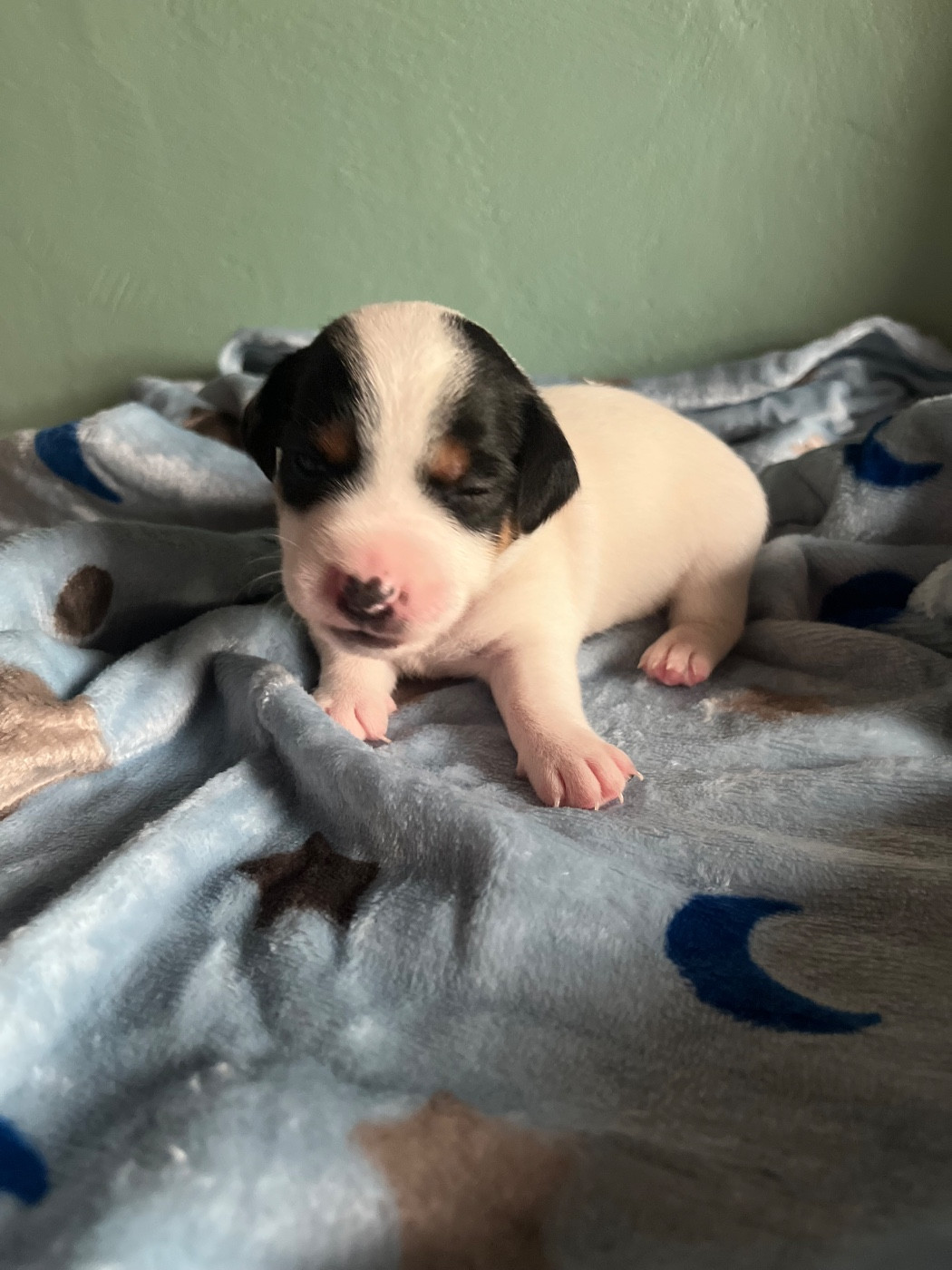 de Plume et de Laine - Chiots disponibles - Jack Russell Terrier