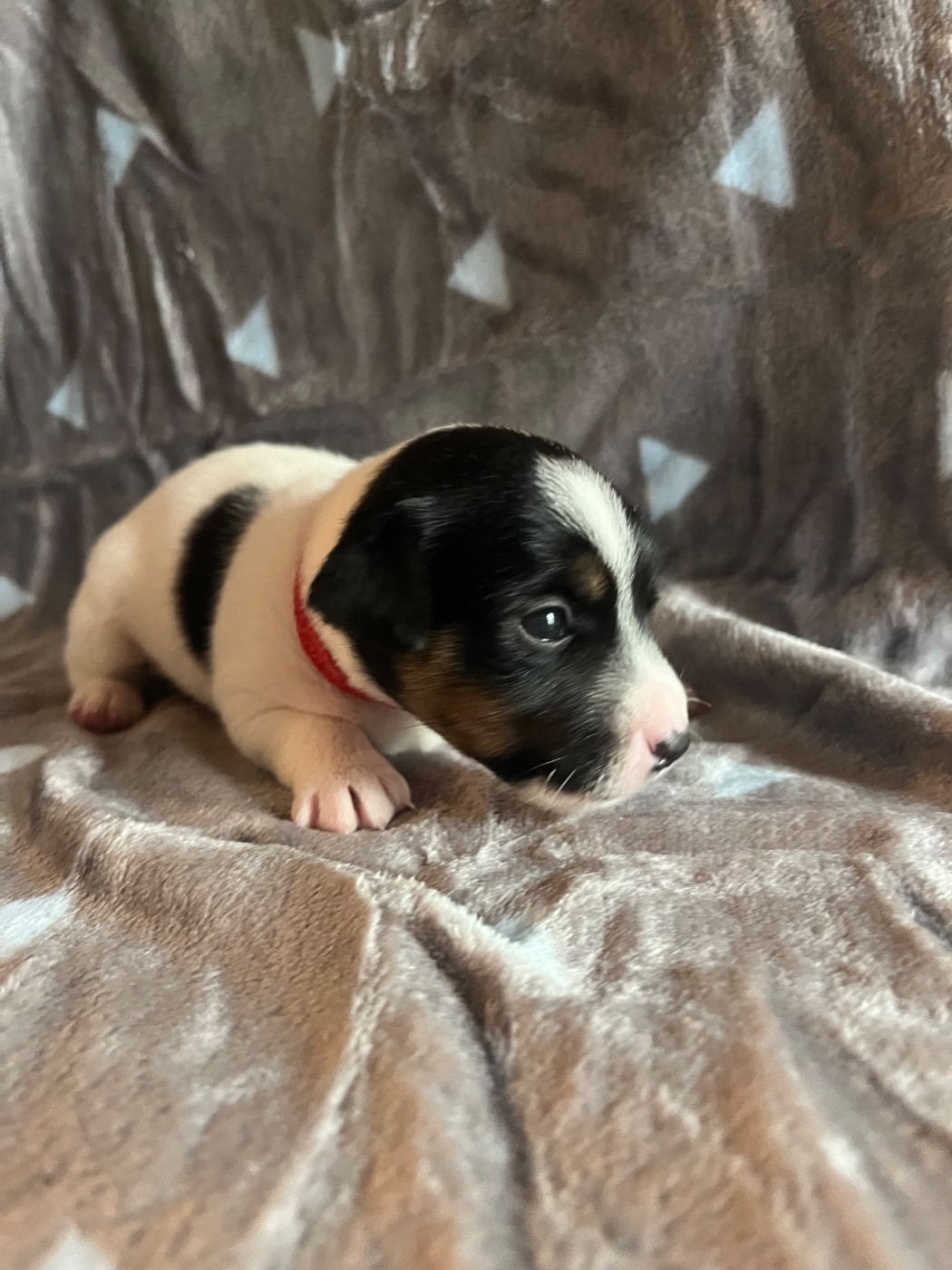 de Plume et de Laine - Chiots disponibles - Jack Russell Terrier