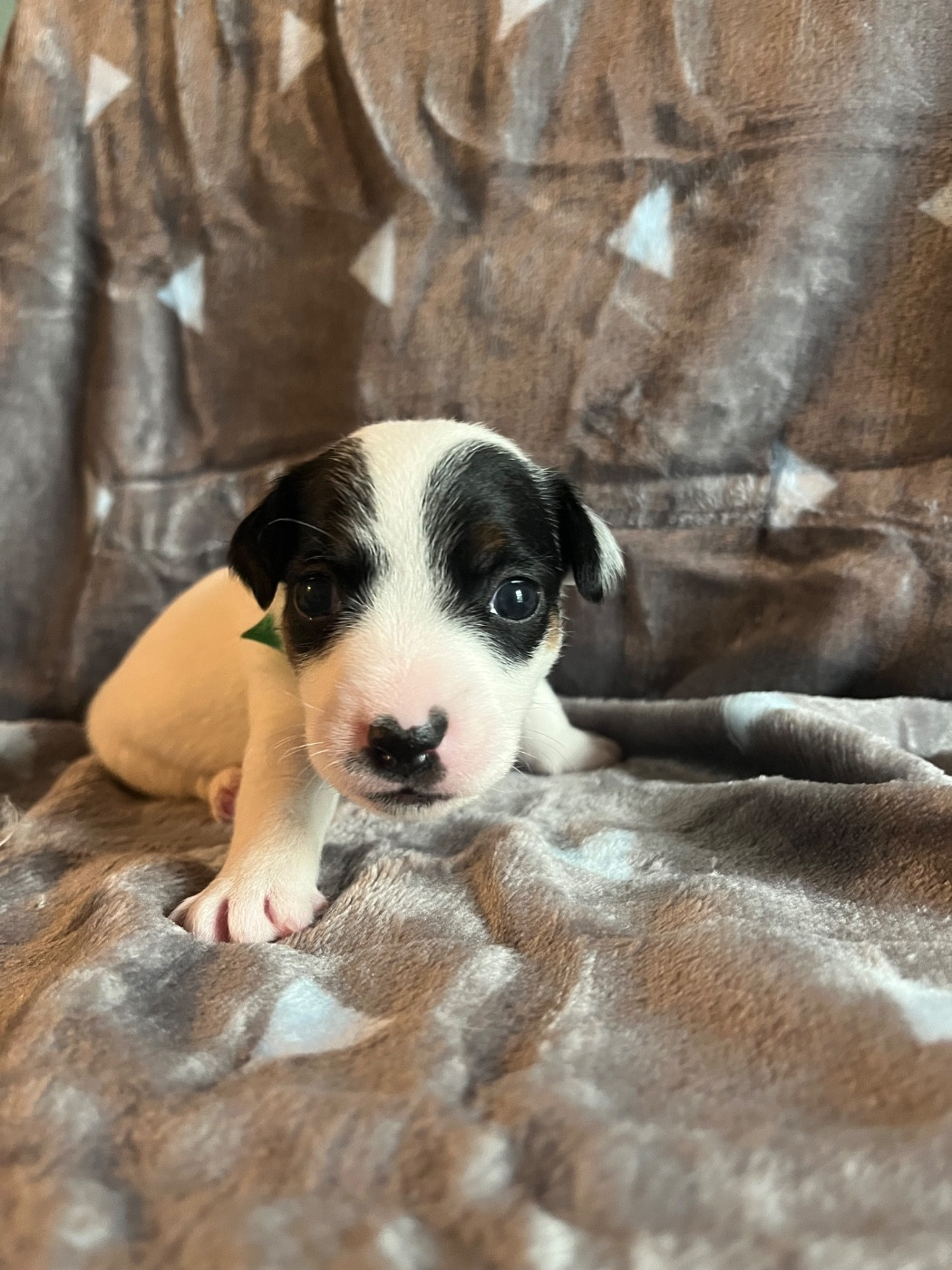 de Plume et de Laine - Chiots disponibles - Jack Russell Terrier