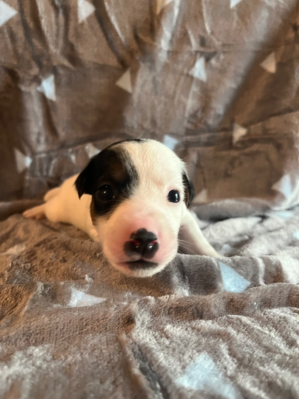 de Plume et de Laine - Chiots disponibles - Jack Russell Terrier
