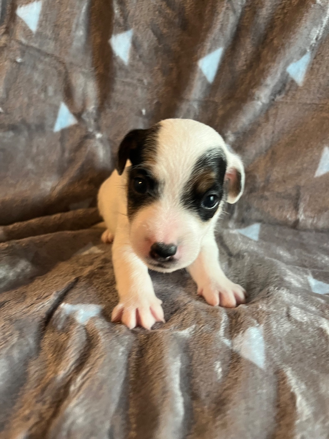de Plume et de Laine - Chiots disponibles - Jack Russell Terrier
