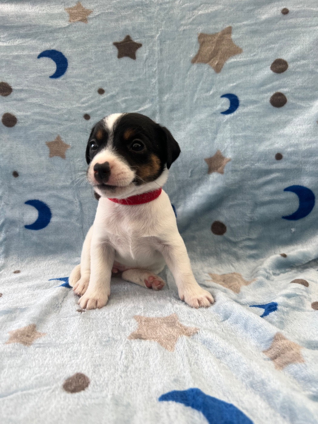 de Plume et de Laine - Chiots disponibles - Jack Russell Terrier