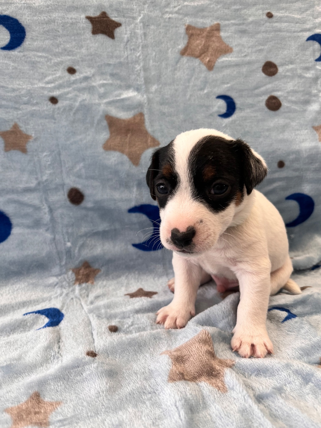 de Plume et de Laine - Chiots disponibles - Jack Russell Terrier