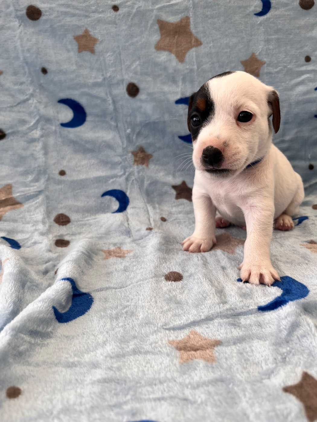 de Plume et de Laine - Chiots disponibles - Jack Russell Terrier