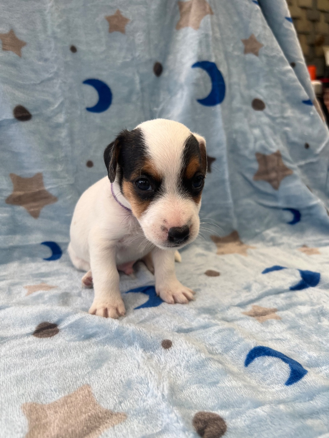 de Plume et de Laine - Chiots disponibles - Jack Russell Terrier