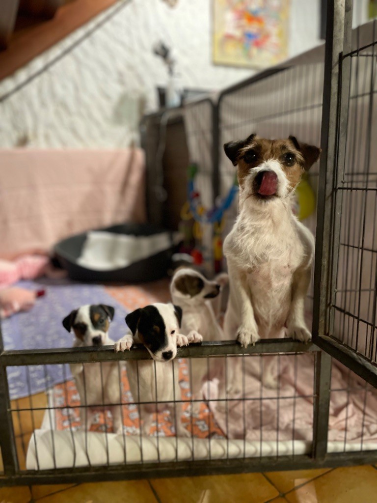 Chiot Jack Russell Terrier de Plume et de Laine