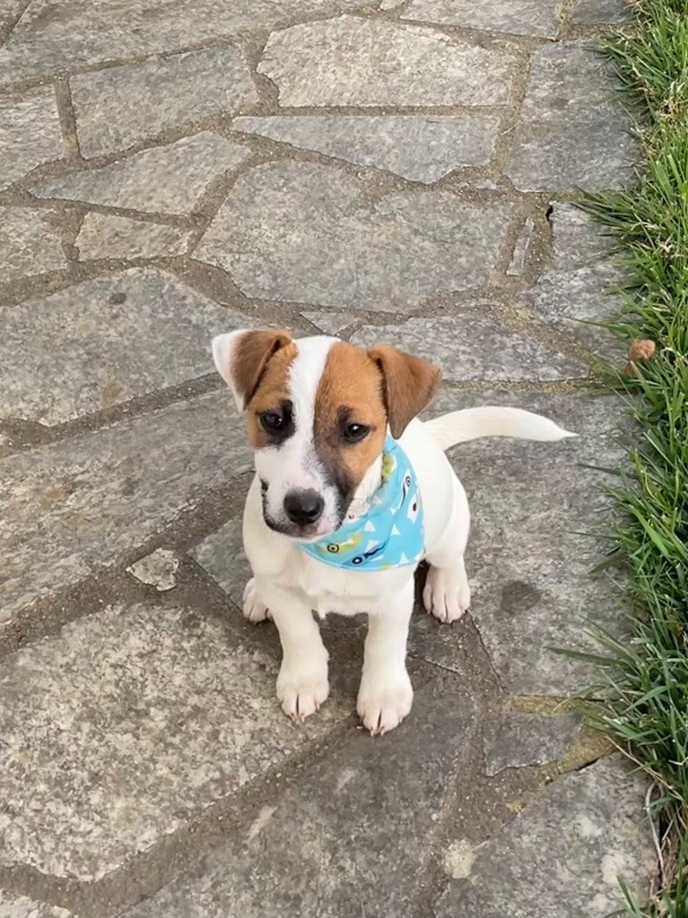 de Plume et de Laine - Chiots disponibles - Jack Russell Terrier